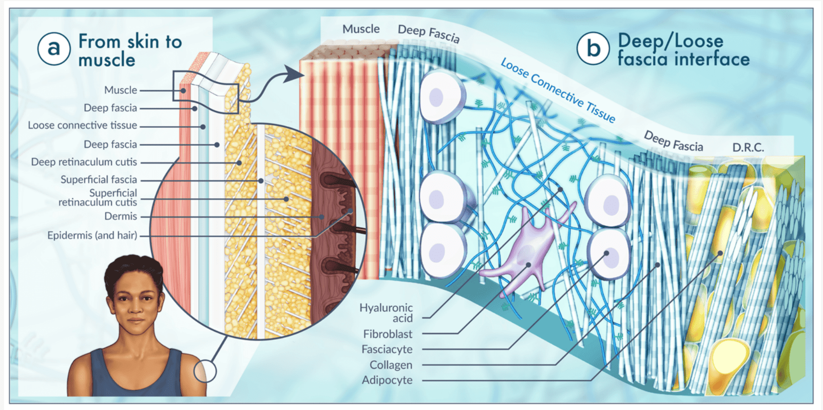 All About Fascia